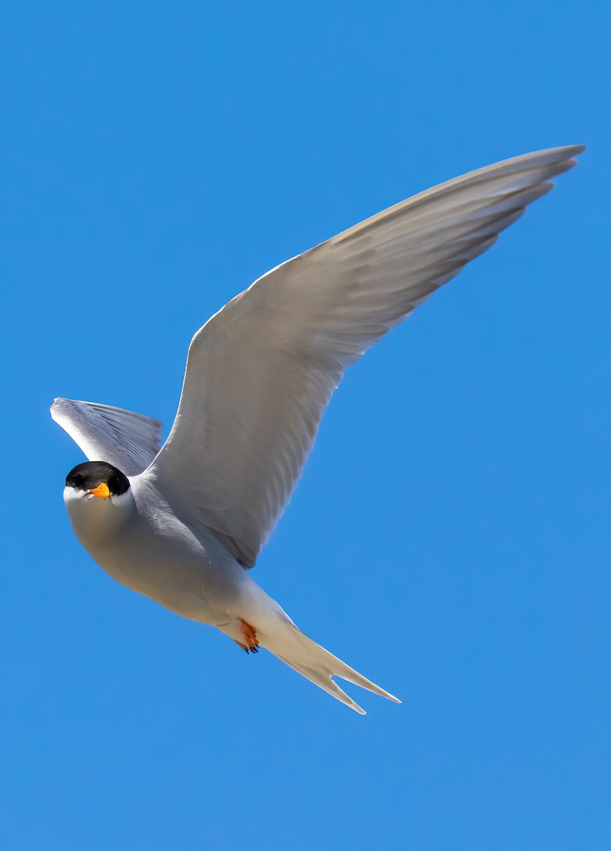 Black-fronted Tern - ML645906596