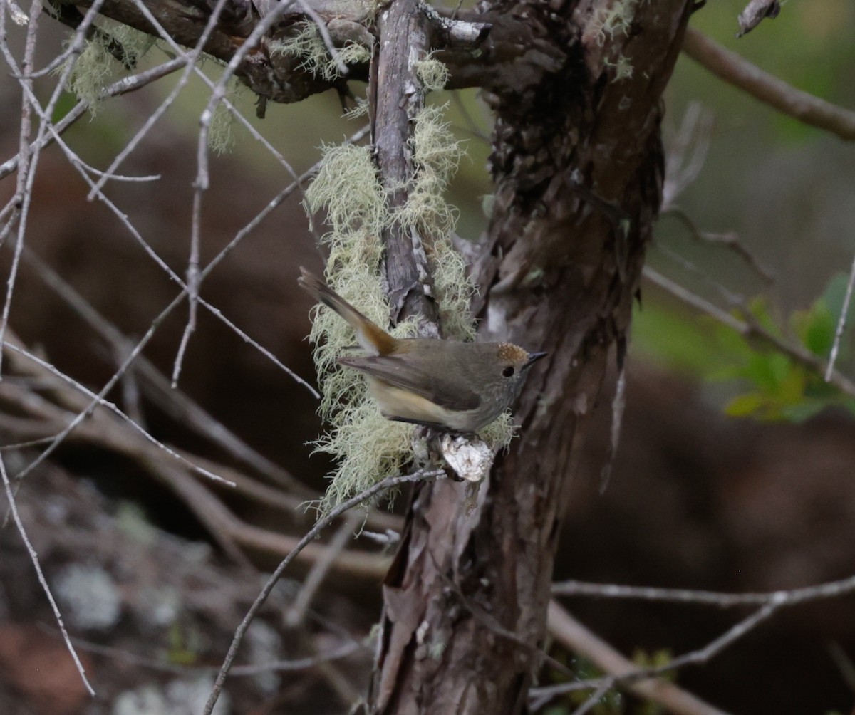 Brown Thornbill - ML645906599