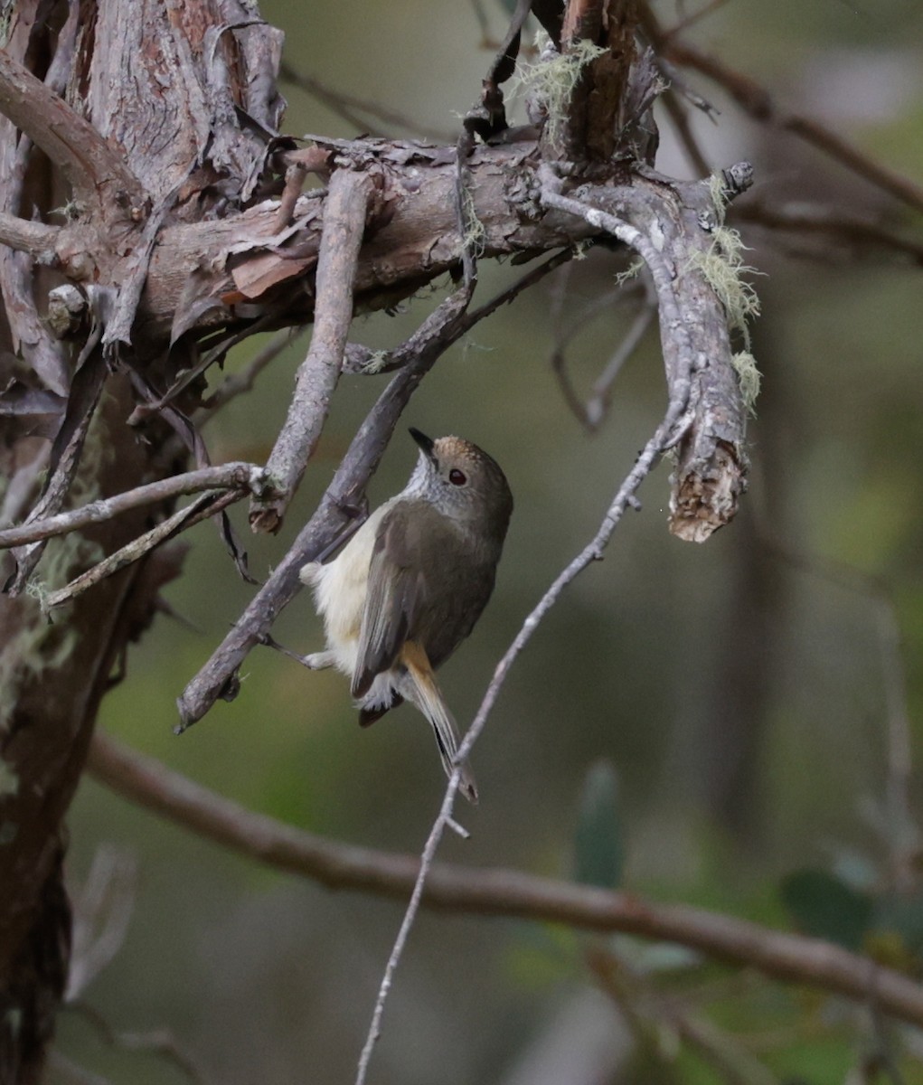 Brown Thornbill - ML645906600
