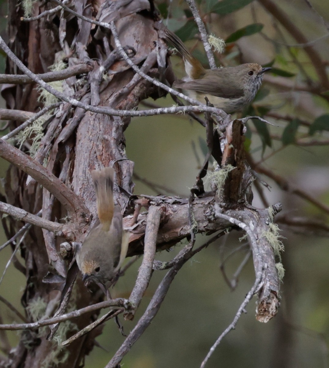 Brown Thornbill - ML645906601