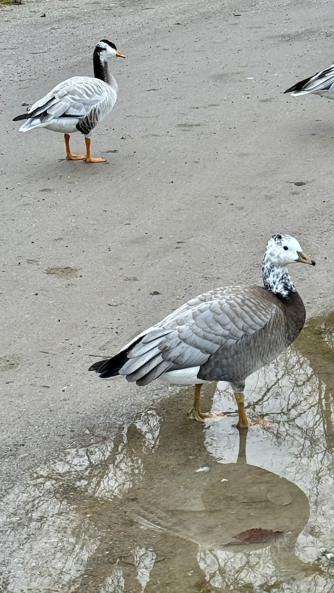 husa tibetská x berneška bělolící (hybrid) - ML645906616