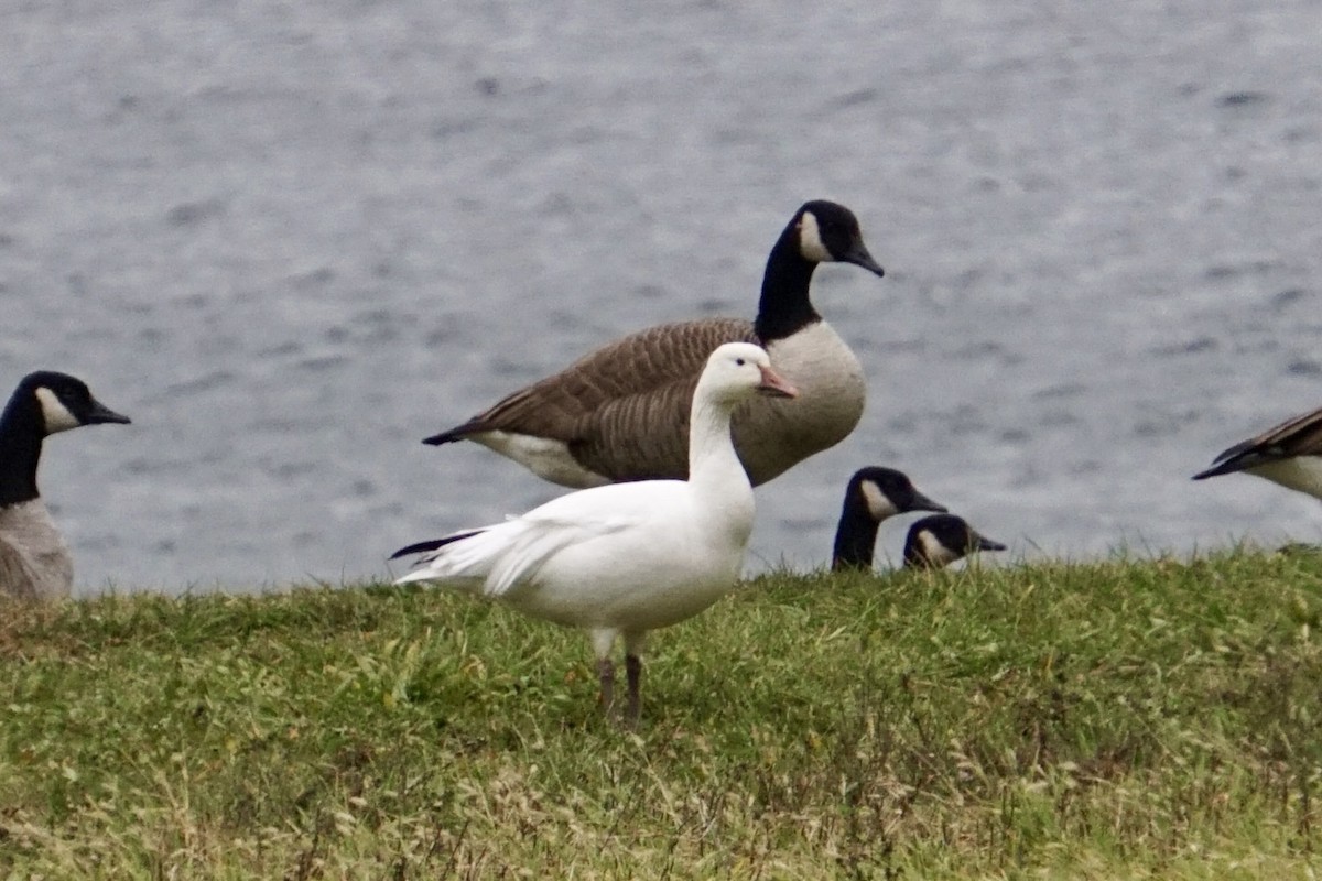 Oca delle nevi - ML645906617