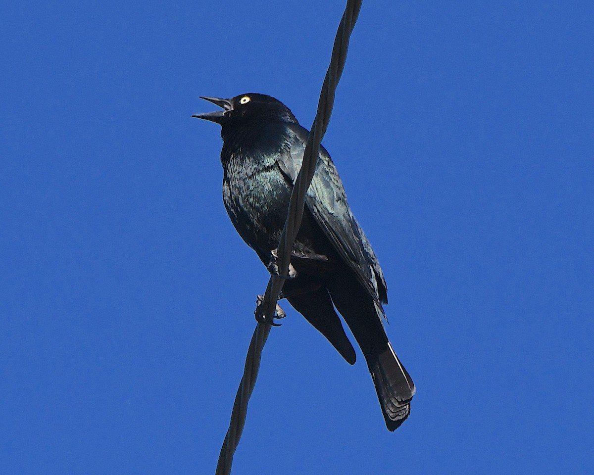 Трупіалець пурпуровий - ML645906631