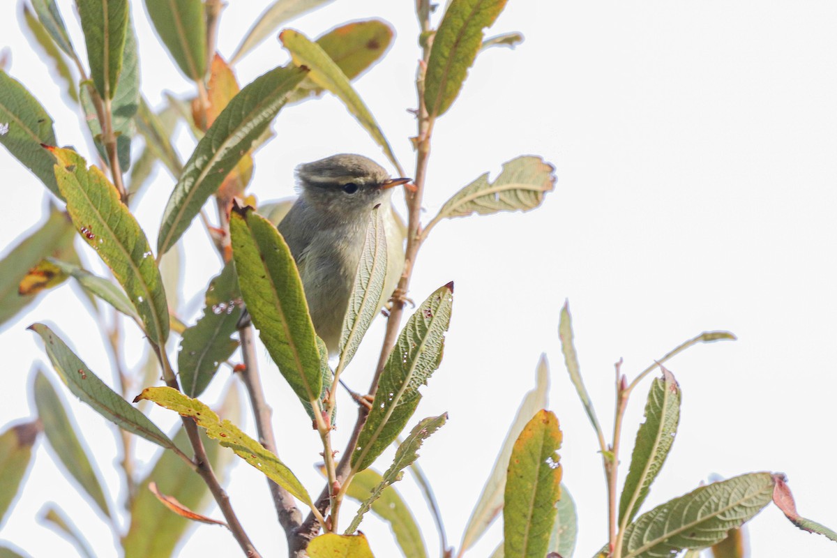 Hume's Warbler - ML645906632