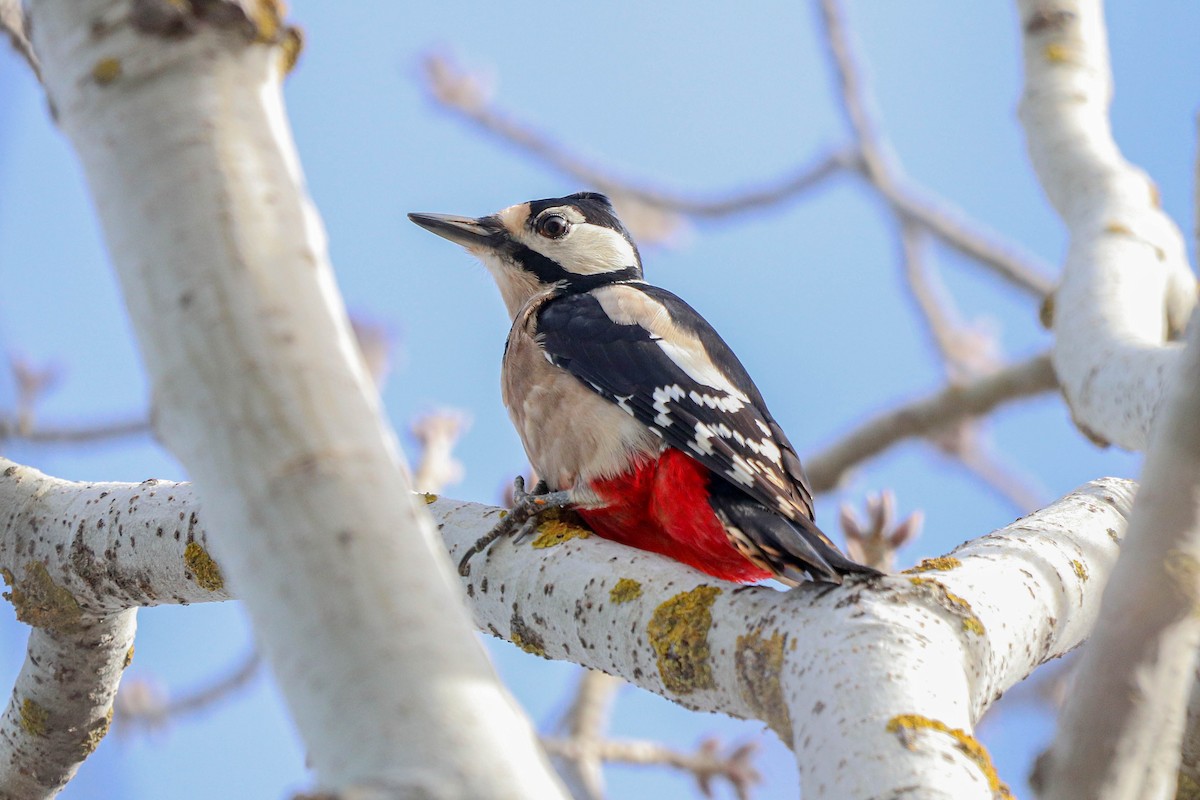 Great Spotted Woodpecker - ML645906650