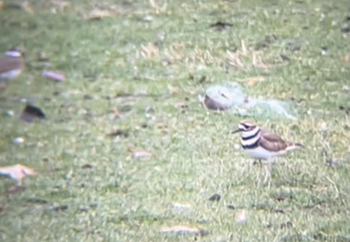 Killdeer - ML645906651