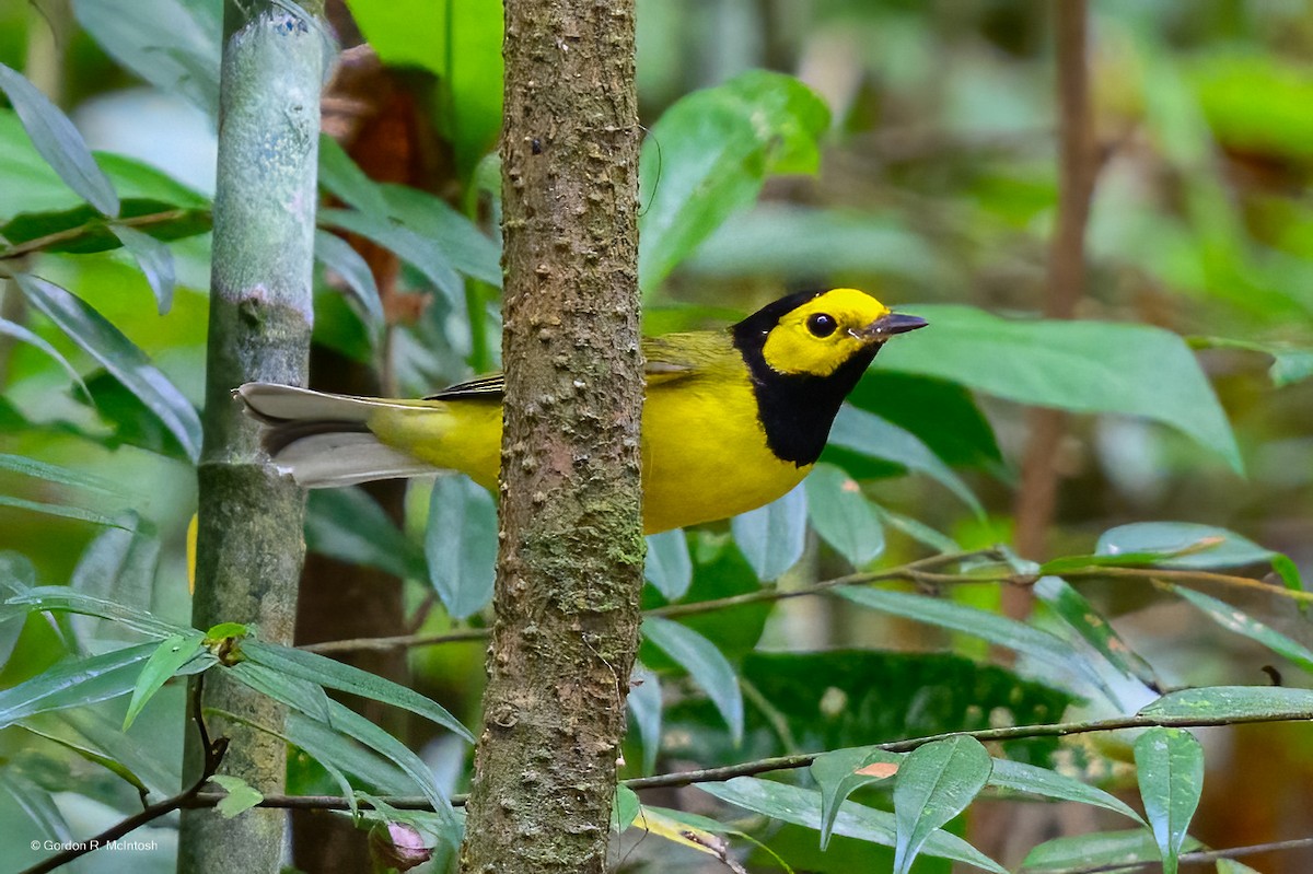 Болотянка чорногорла - ML645906655