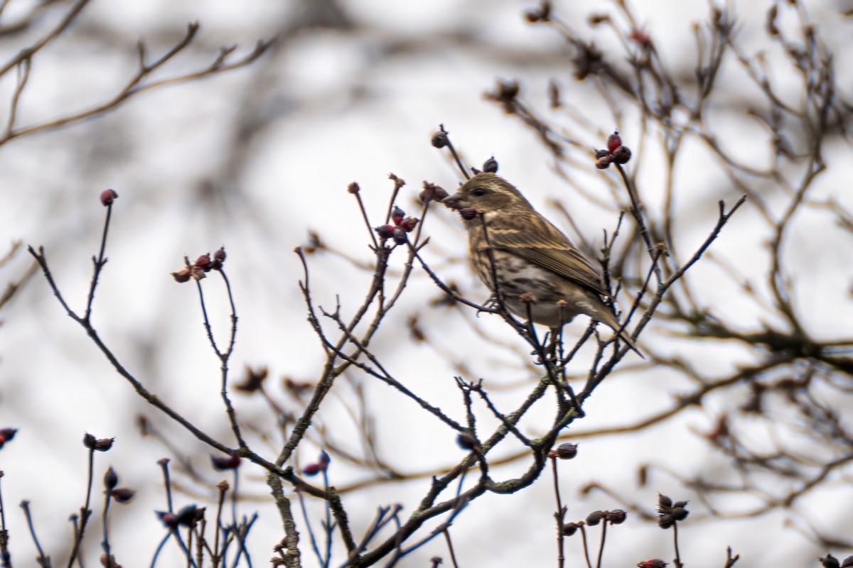 purpurfink - ML645906666