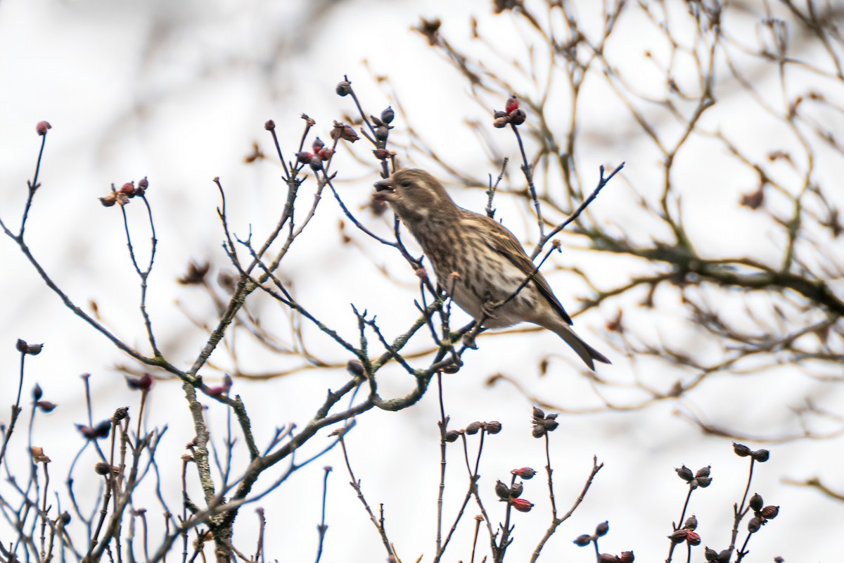 purpurfink - ML645906667