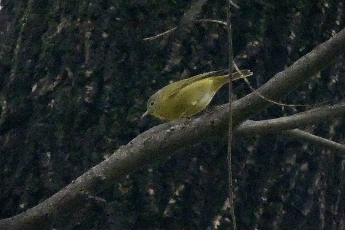 Nashville Warbler - ML645906669