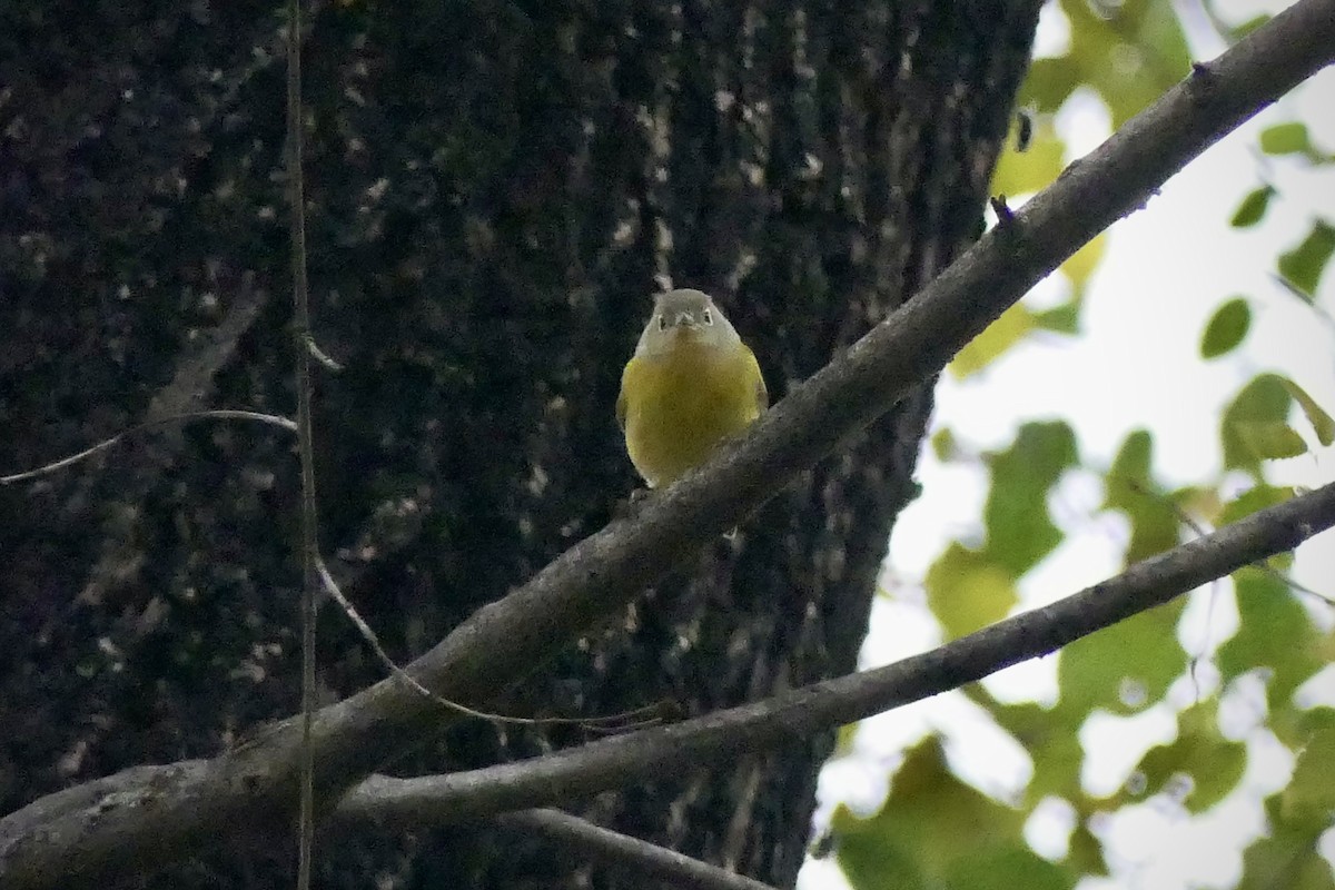 Nashville Warbler - ML645906670
