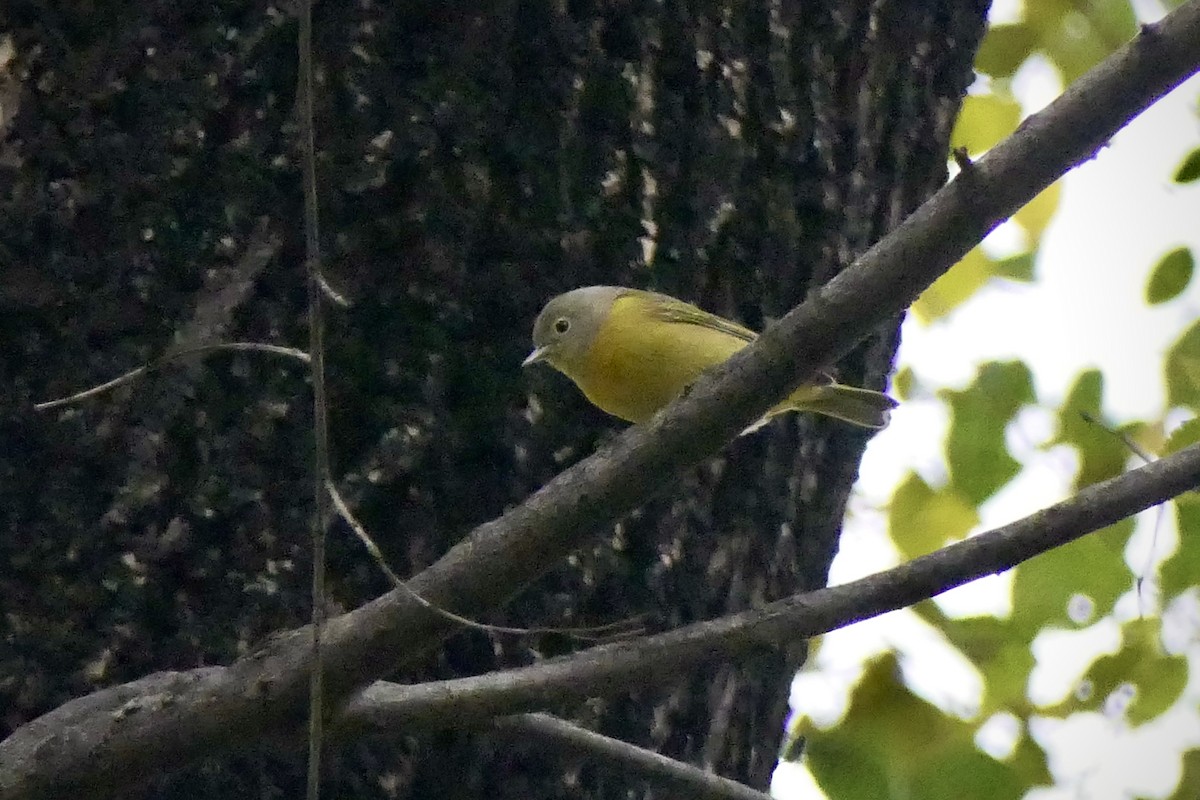 Nashville Warbler - ML645906671