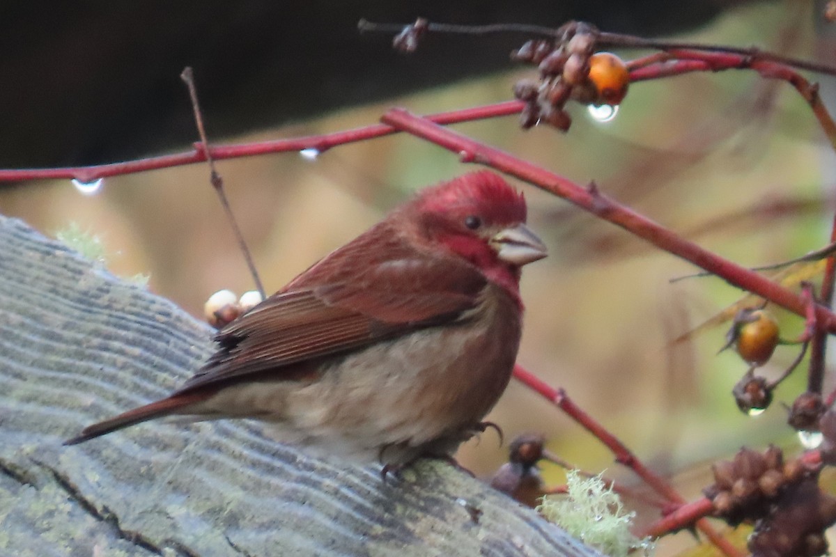 purpurfink - ML645906675