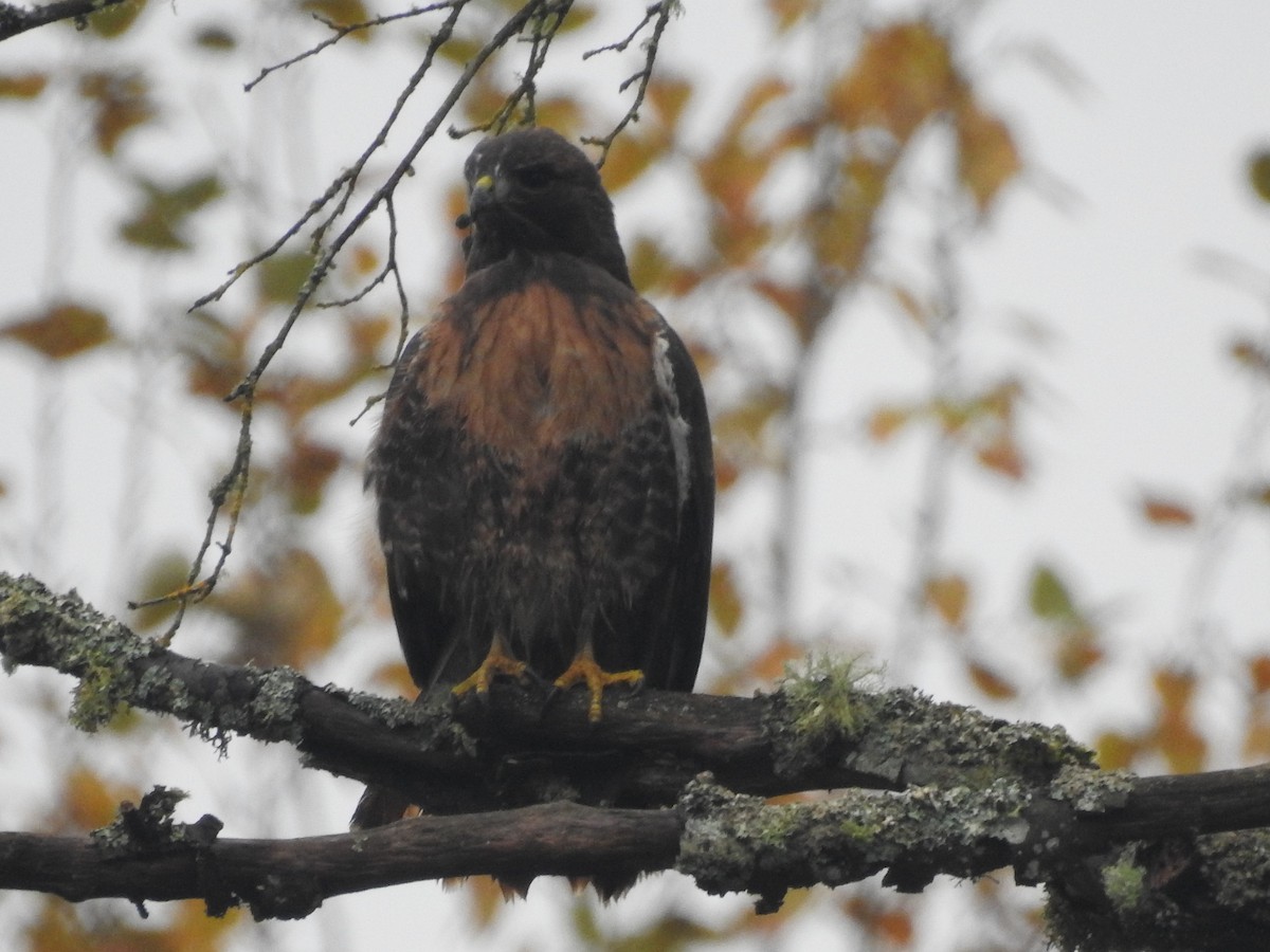 Red-tailed Hawk - ML645906677