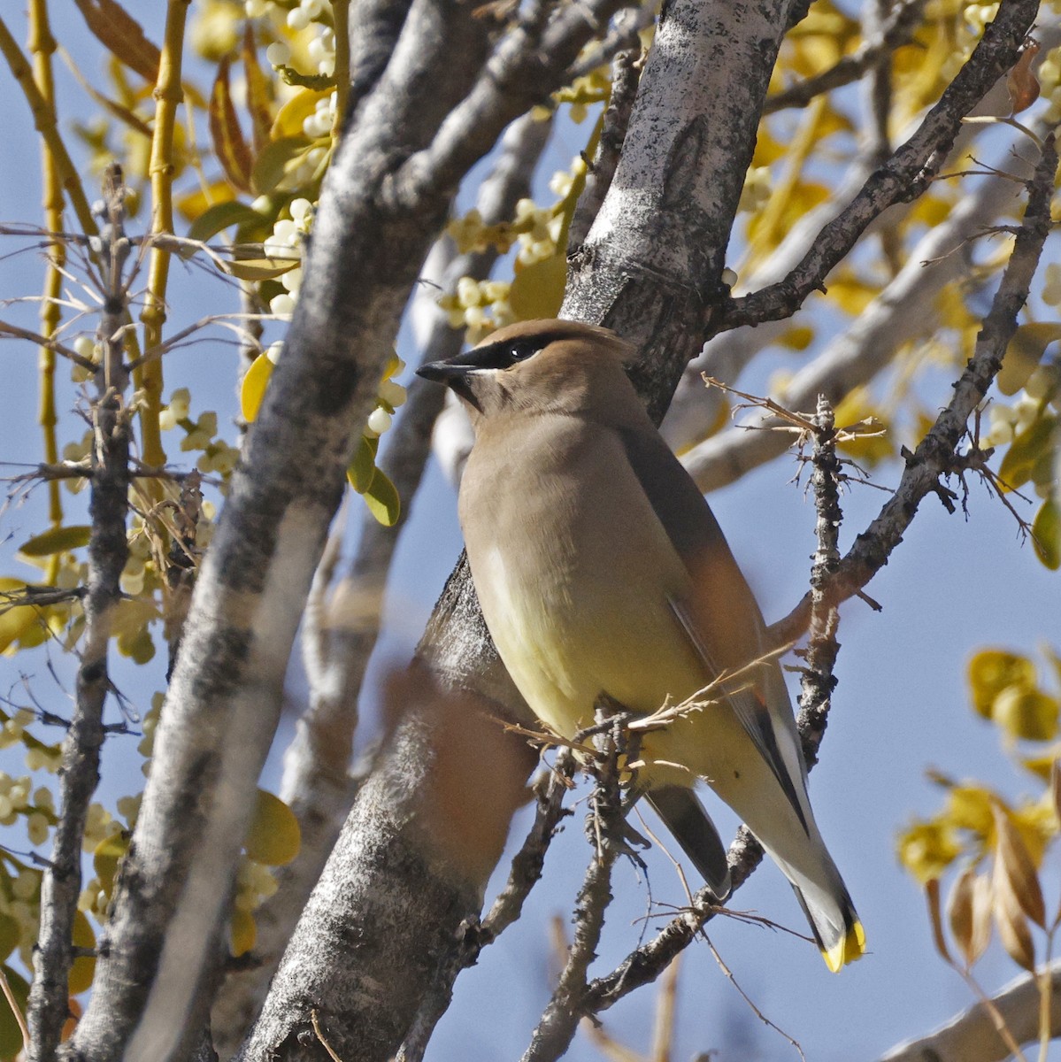 brkoslav americký - ML645906678