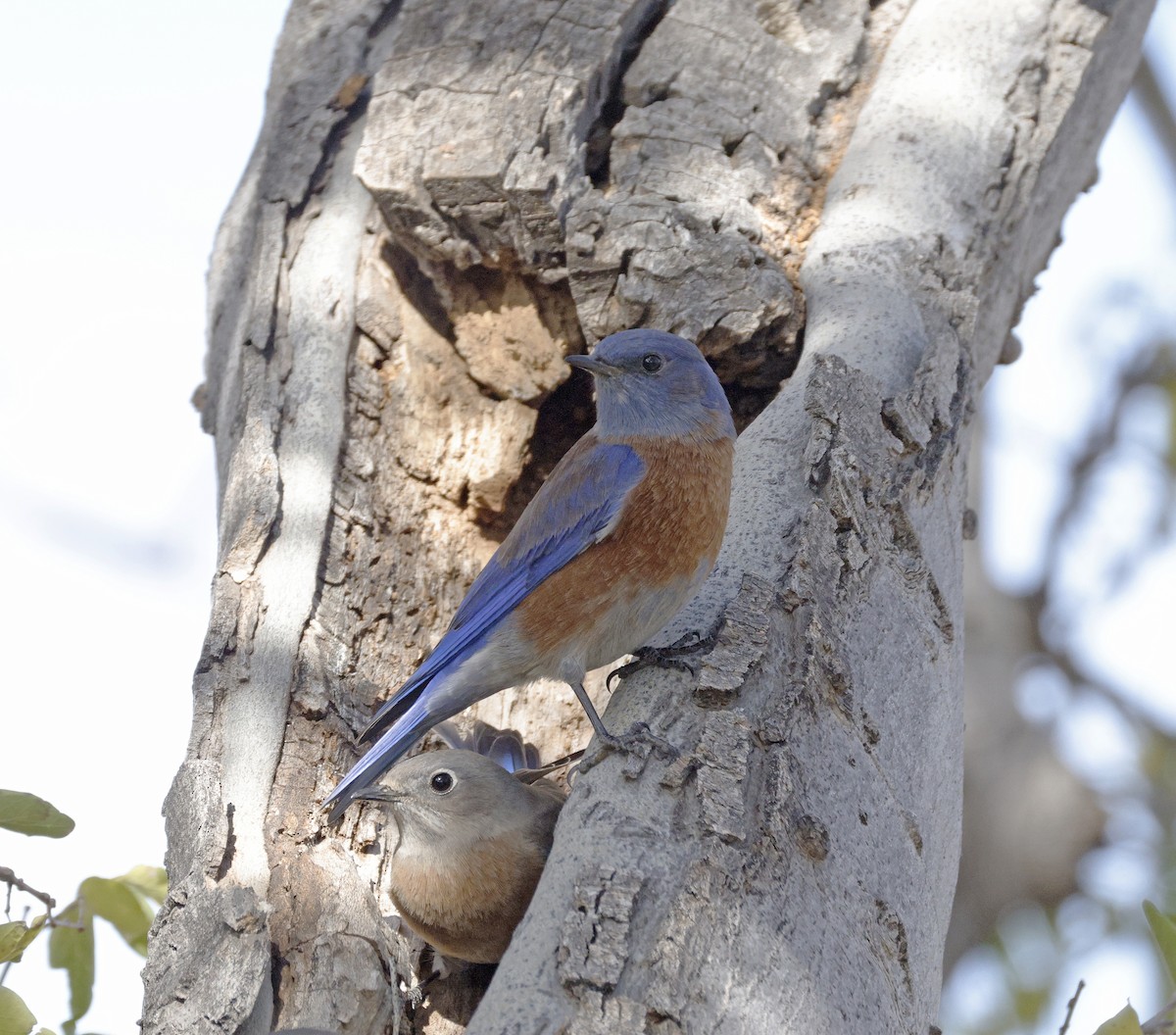 チャカタルリツグミ - ML645906684