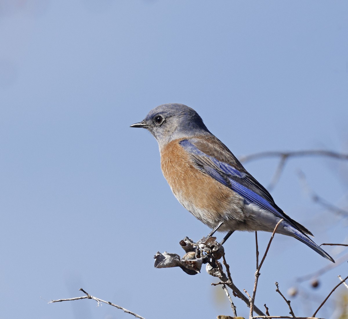 チャカタルリツグミ - ML645906685