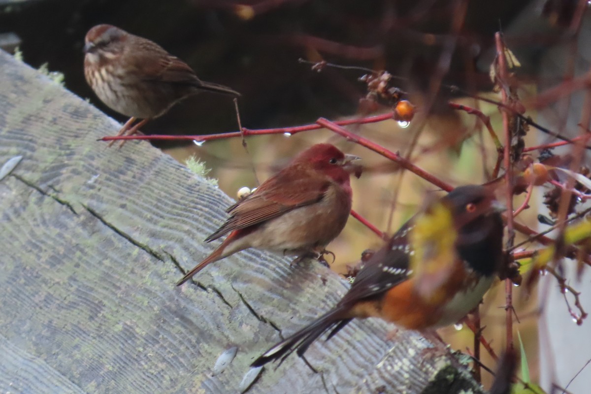 purpurfink - ML645906688