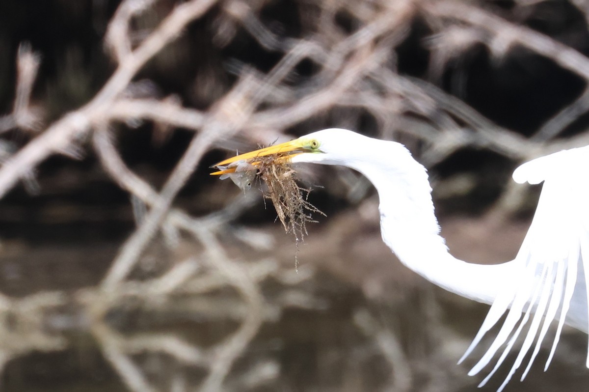 ダイサギ - ML645906690