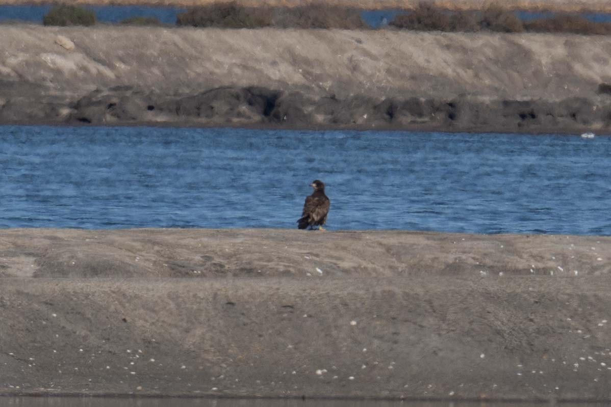 Bald Eagle - ML645906692