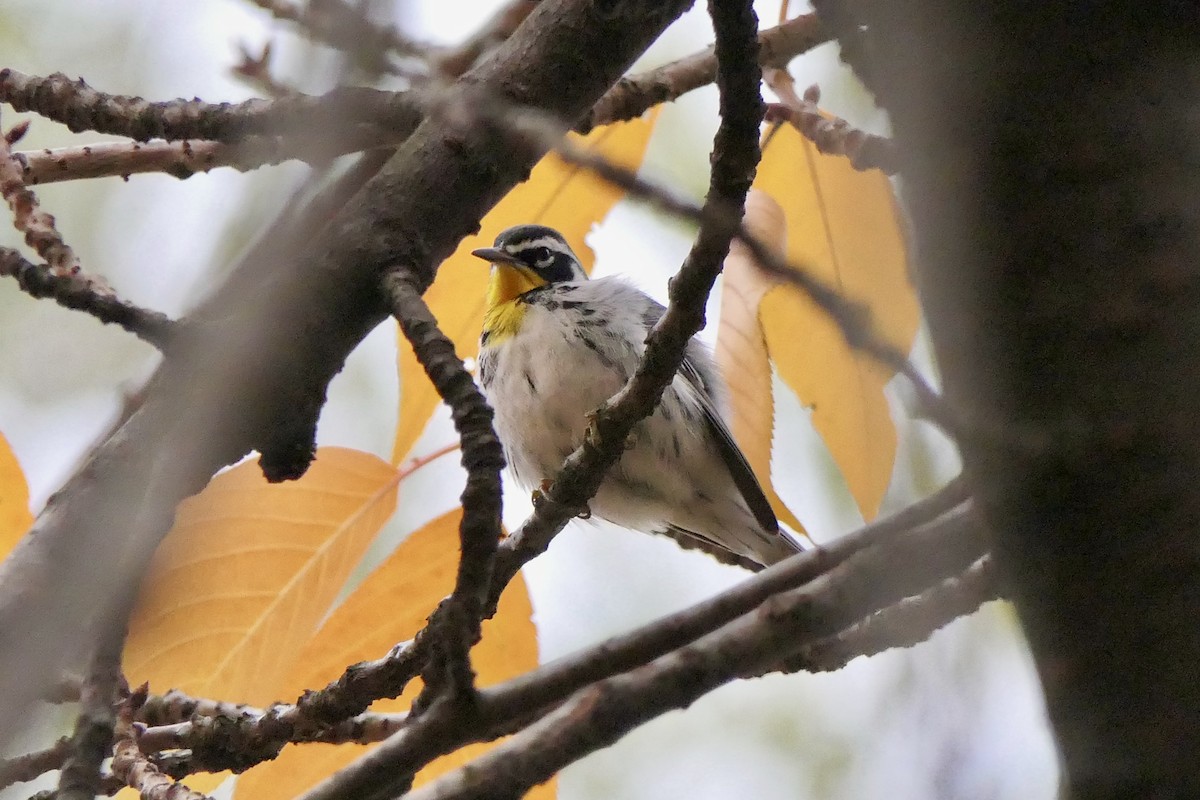 Yellow-throated Warbler - ML645906693