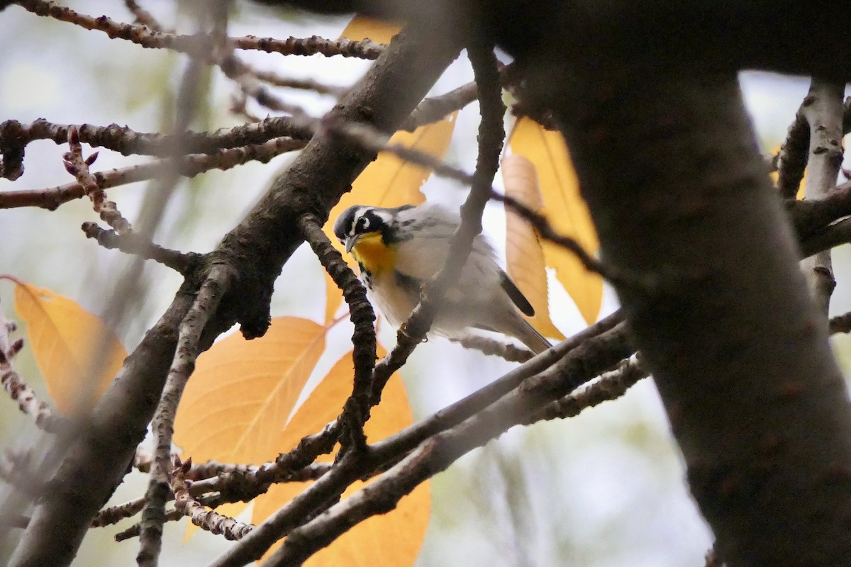 Yellow-throated Warbler - ML645906694