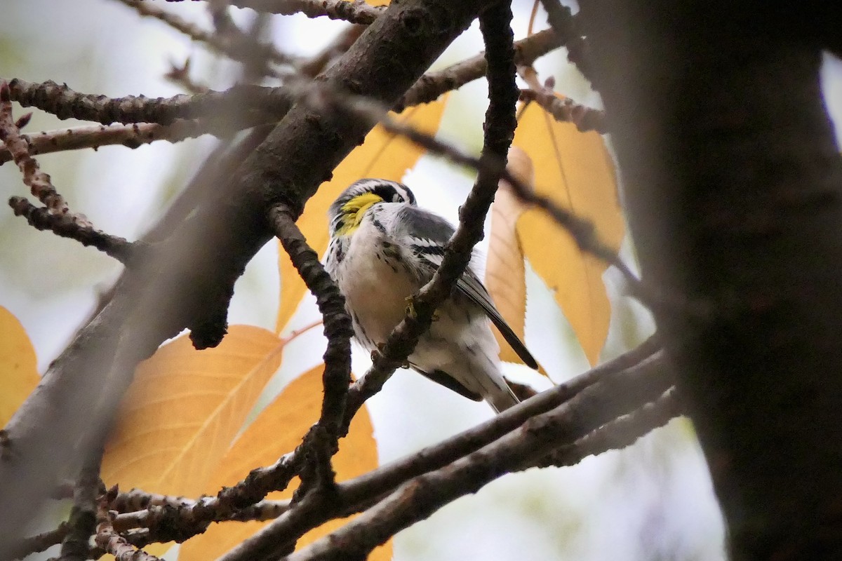 Yellow-throated Warbler - ML645906695