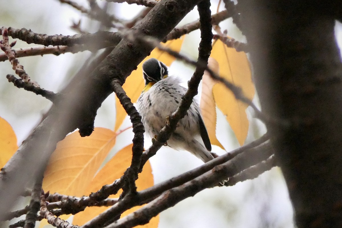 Yellow-throated Warbler - ML645906696
