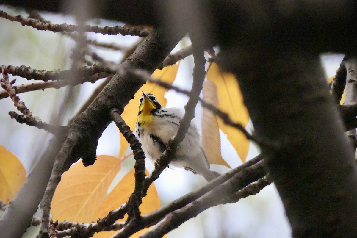 Yellow-throated Warbler - ML645906697