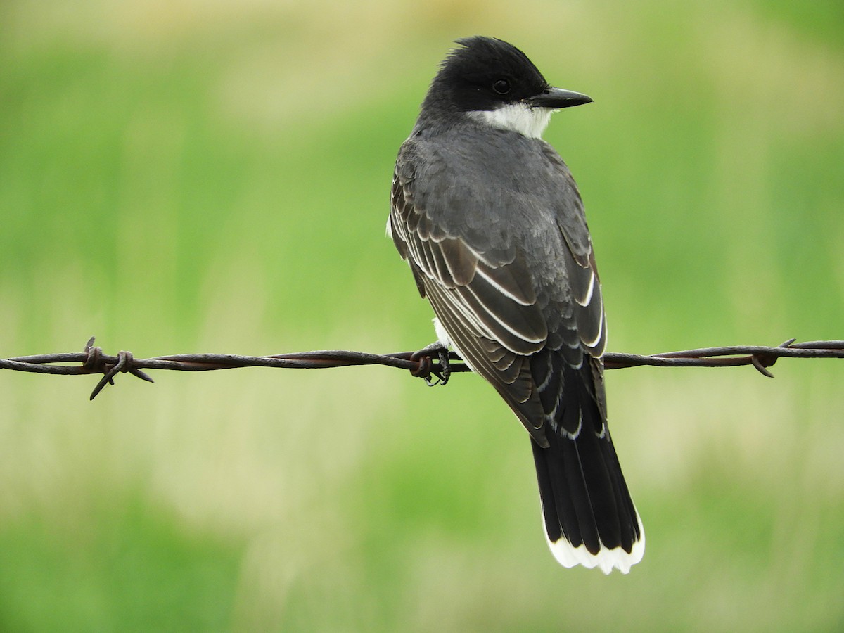 オウサマタイランチョウ - ML645906698