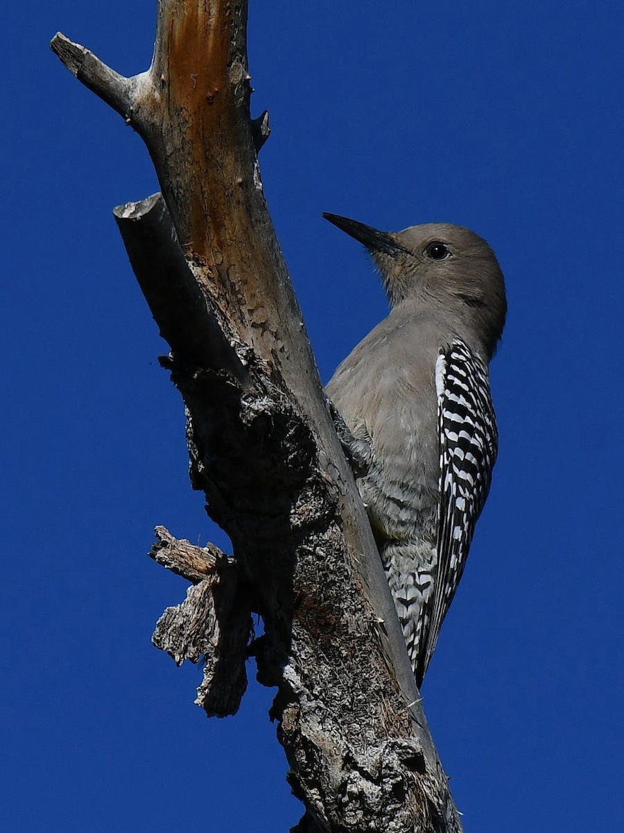 サバクシマセゲラ - ML645906699