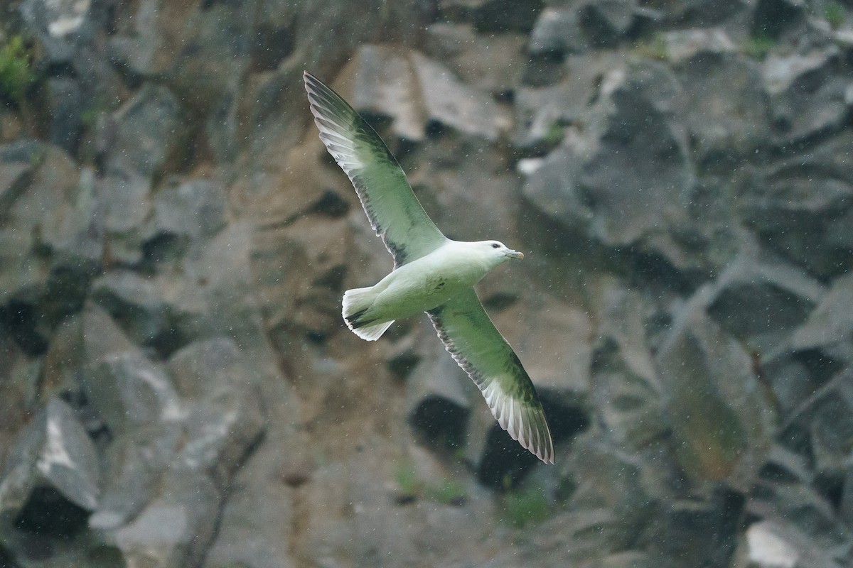 フルマカモメ - ML645906700