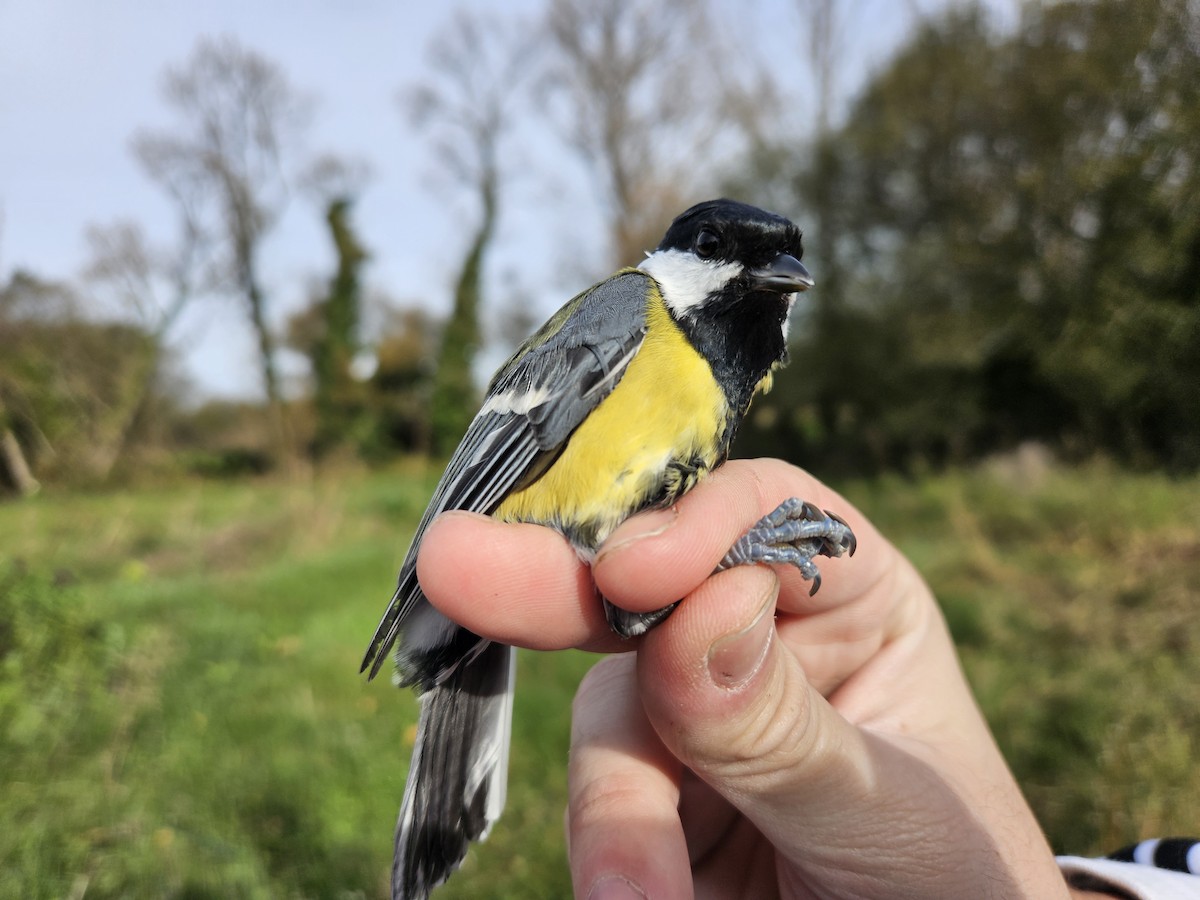 ヨーロッパシジュウカラ - ML645906702