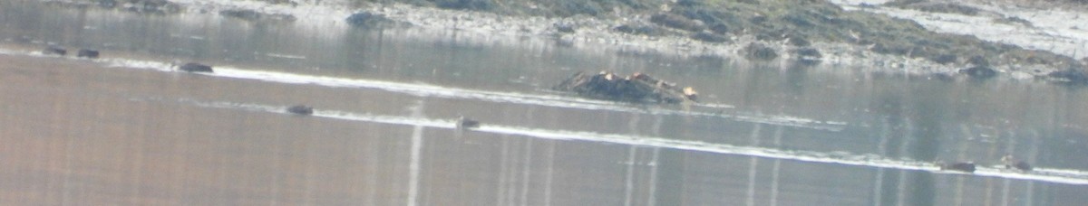 アメリカガモ - ML645906703