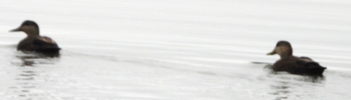 アメリカガモ - ML645906704