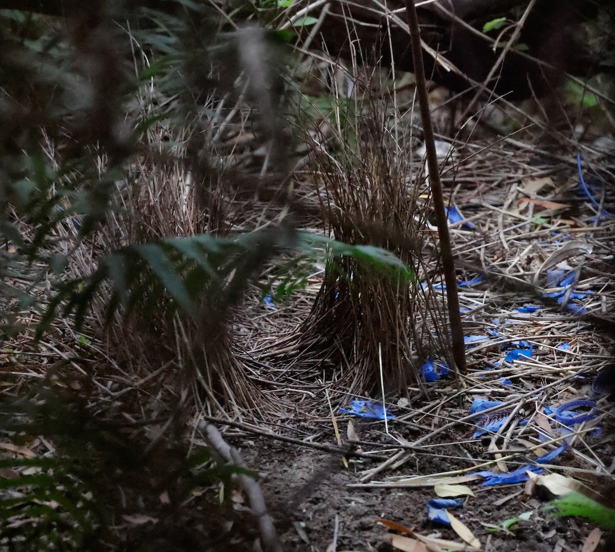 アオアズマヤドリ - ML645906706