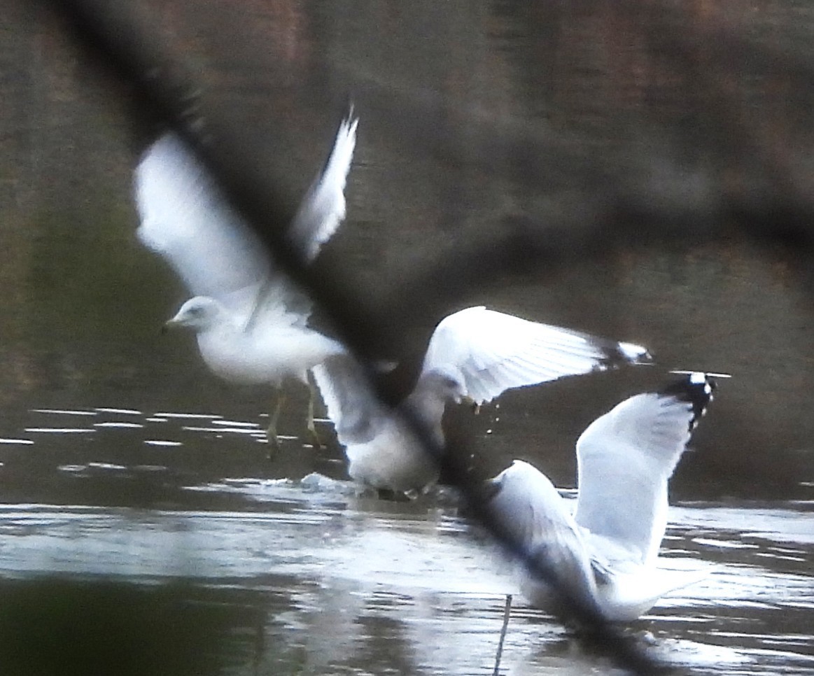 クロワカモメ - ML645906710