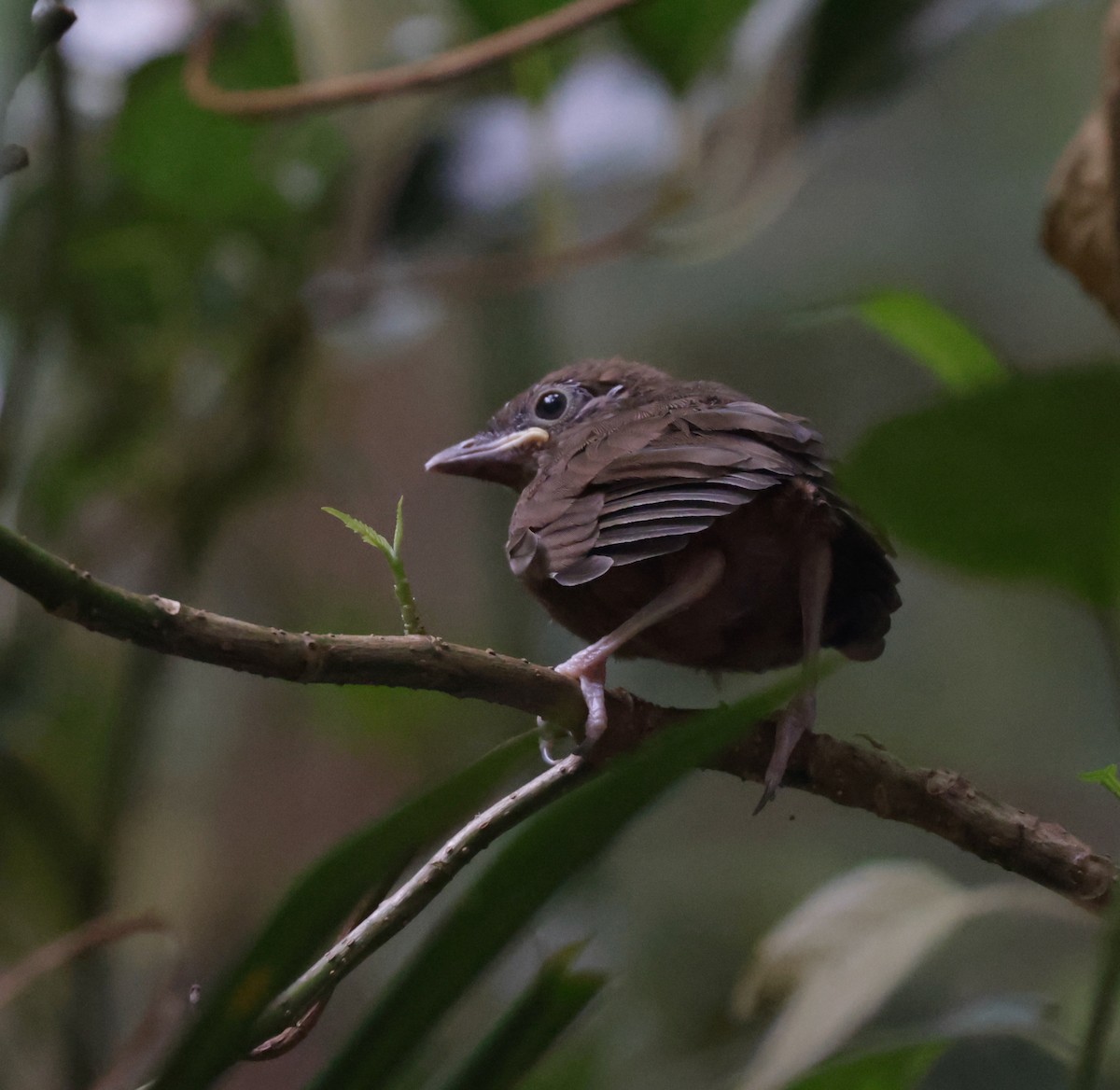 Little Shrikethrush - ML645906711