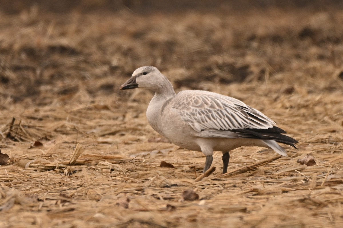 ハクガン - ML645906712