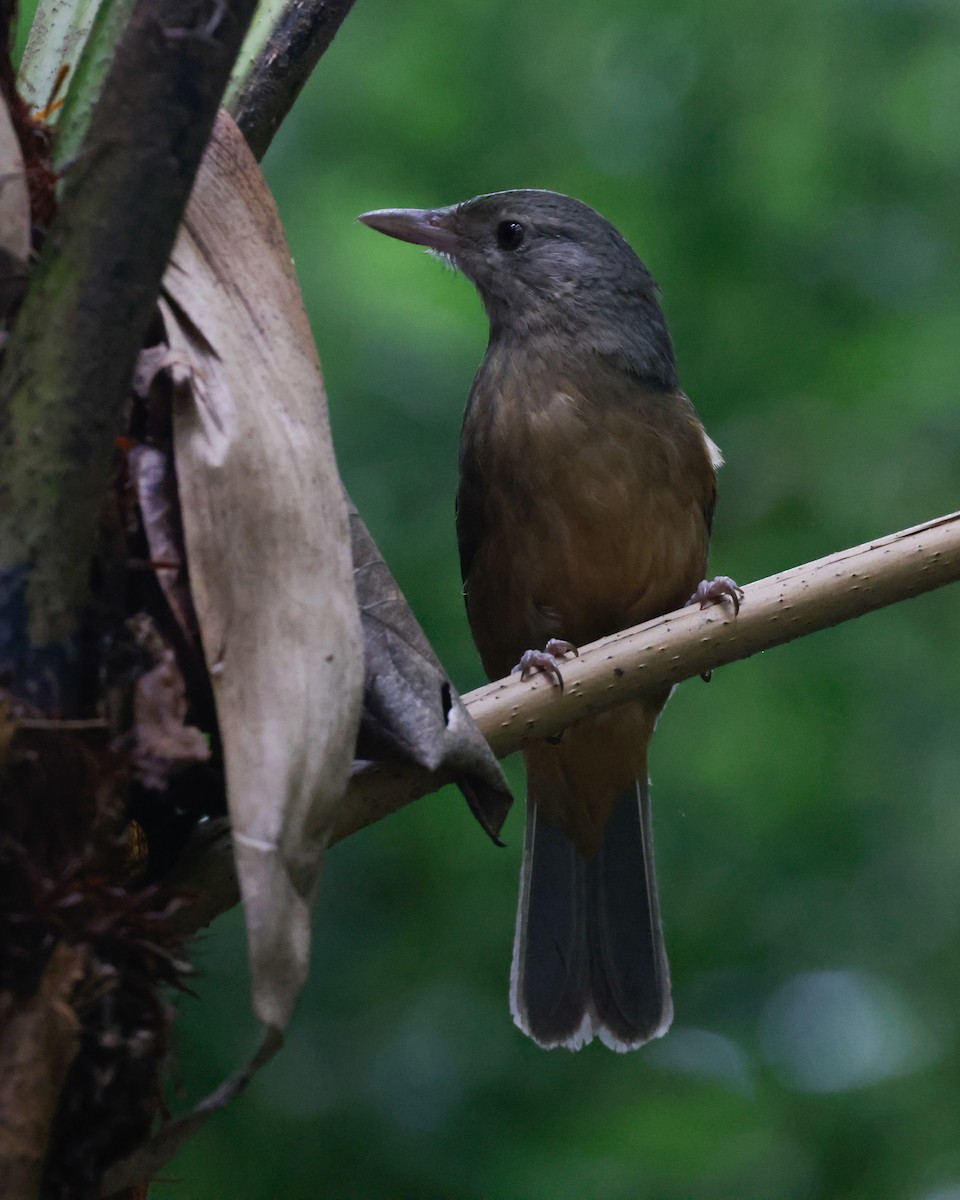Little Shrikethrush - ML645906713