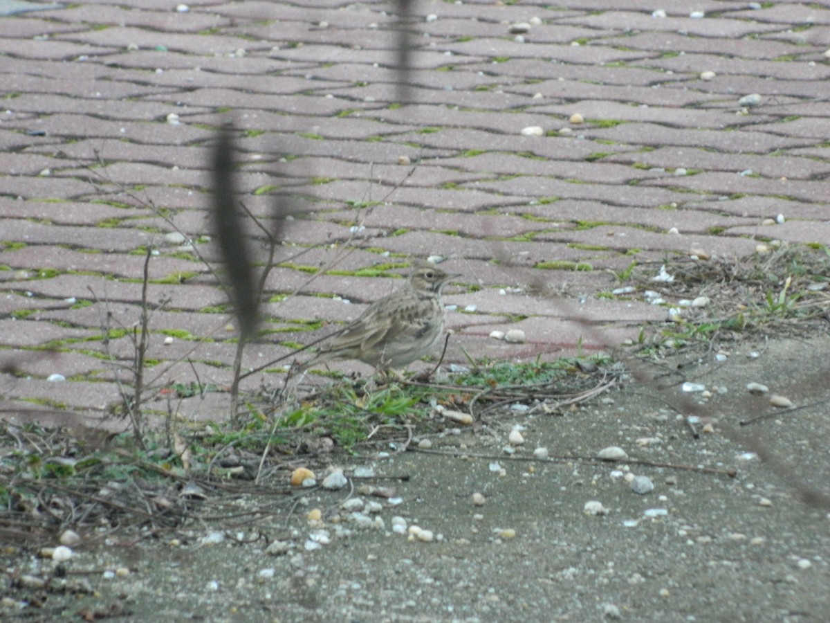 カンムリヒバリ - ML645906714