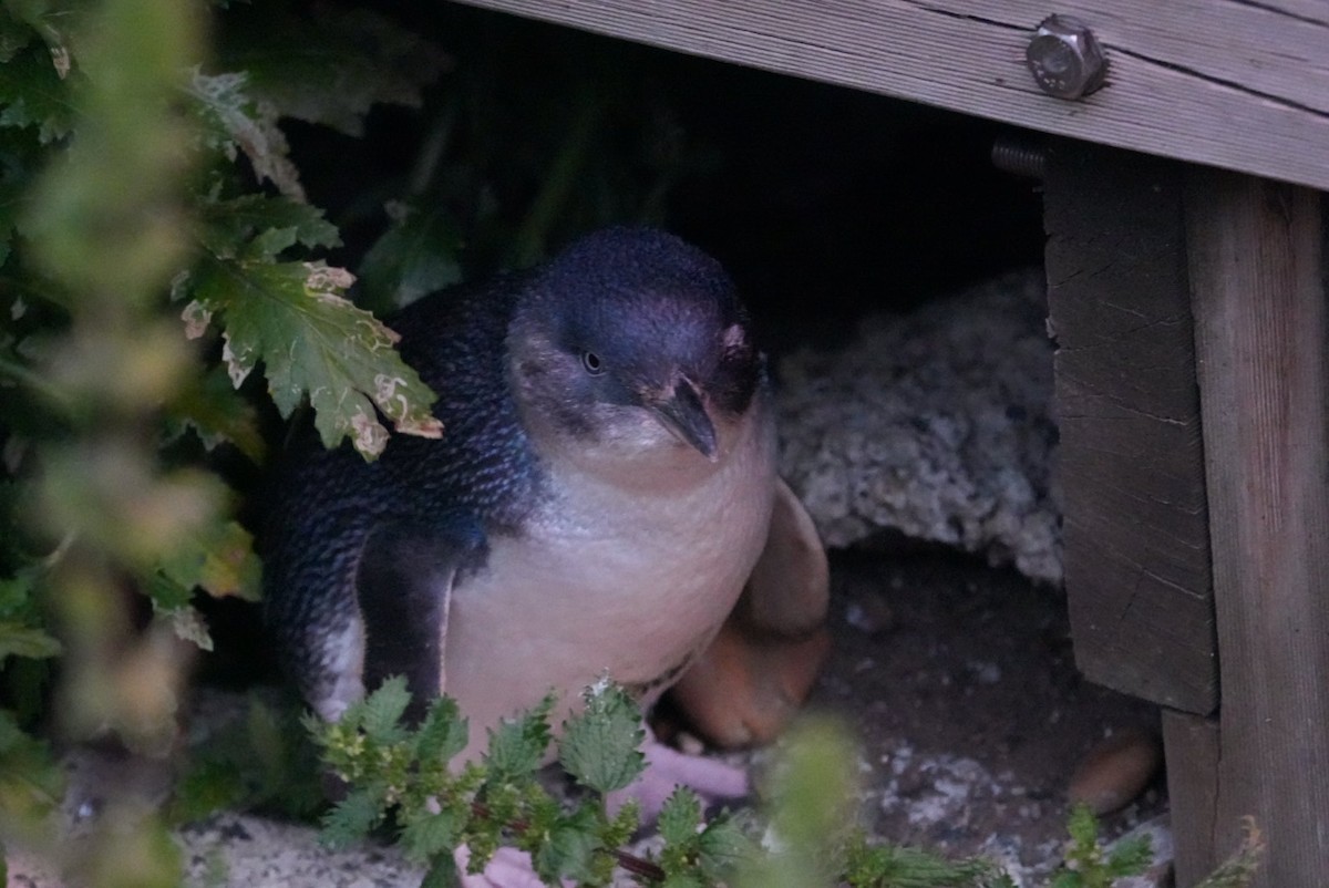 コビトペンギン - ML645906715