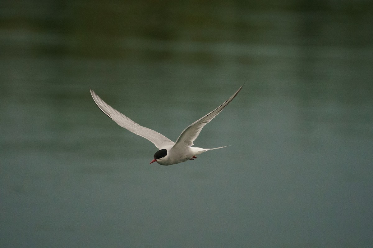 キョクアジサシ - ML645906719