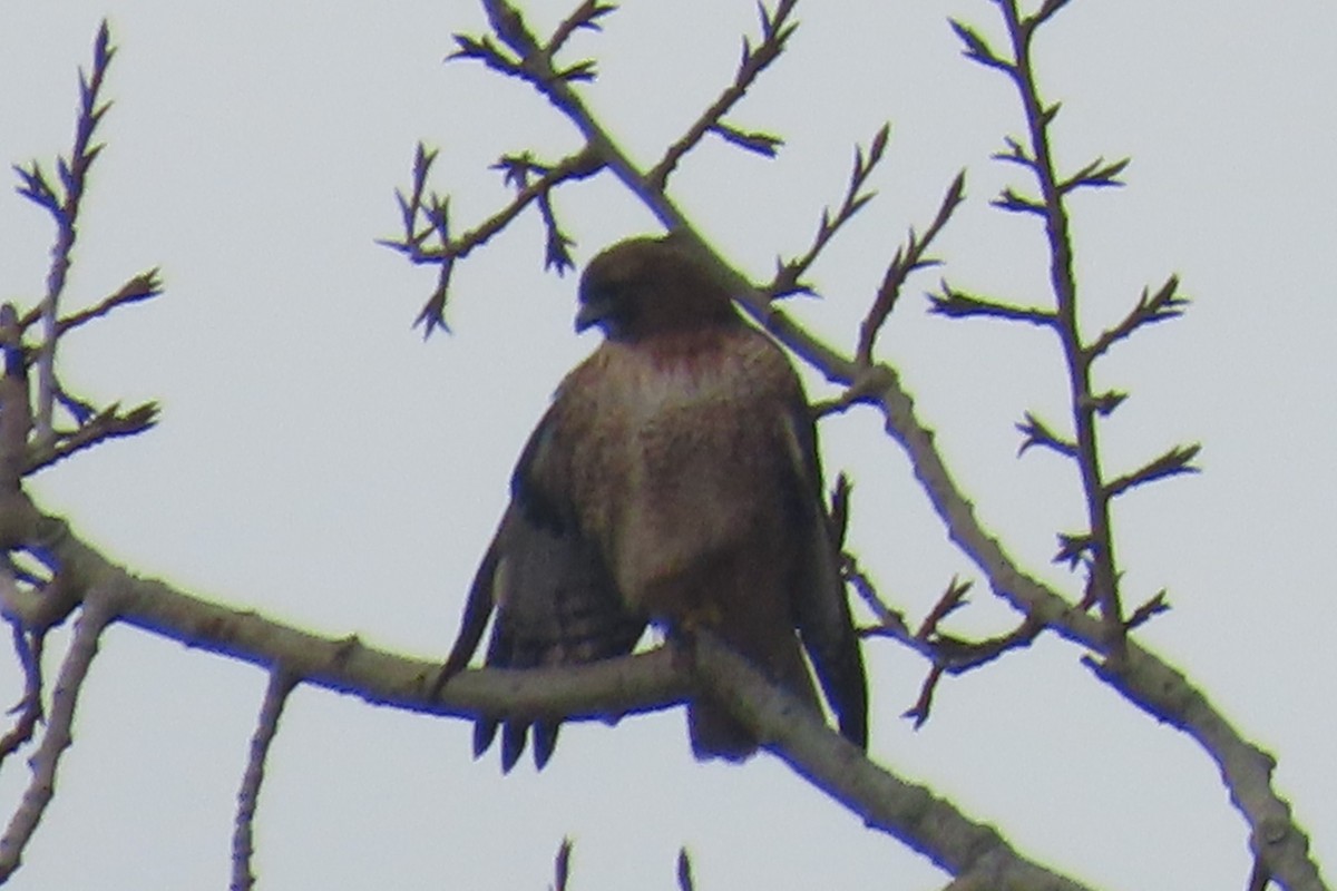 アカオノスリ - ML645906721