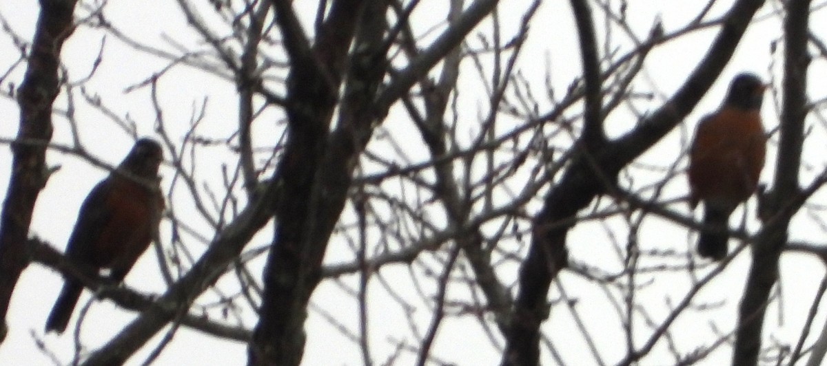 コマツグミ - ML645906723