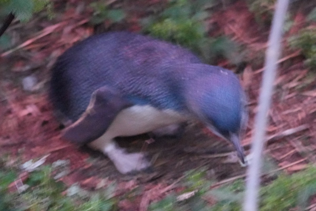 コビトペンギン - ML645906724