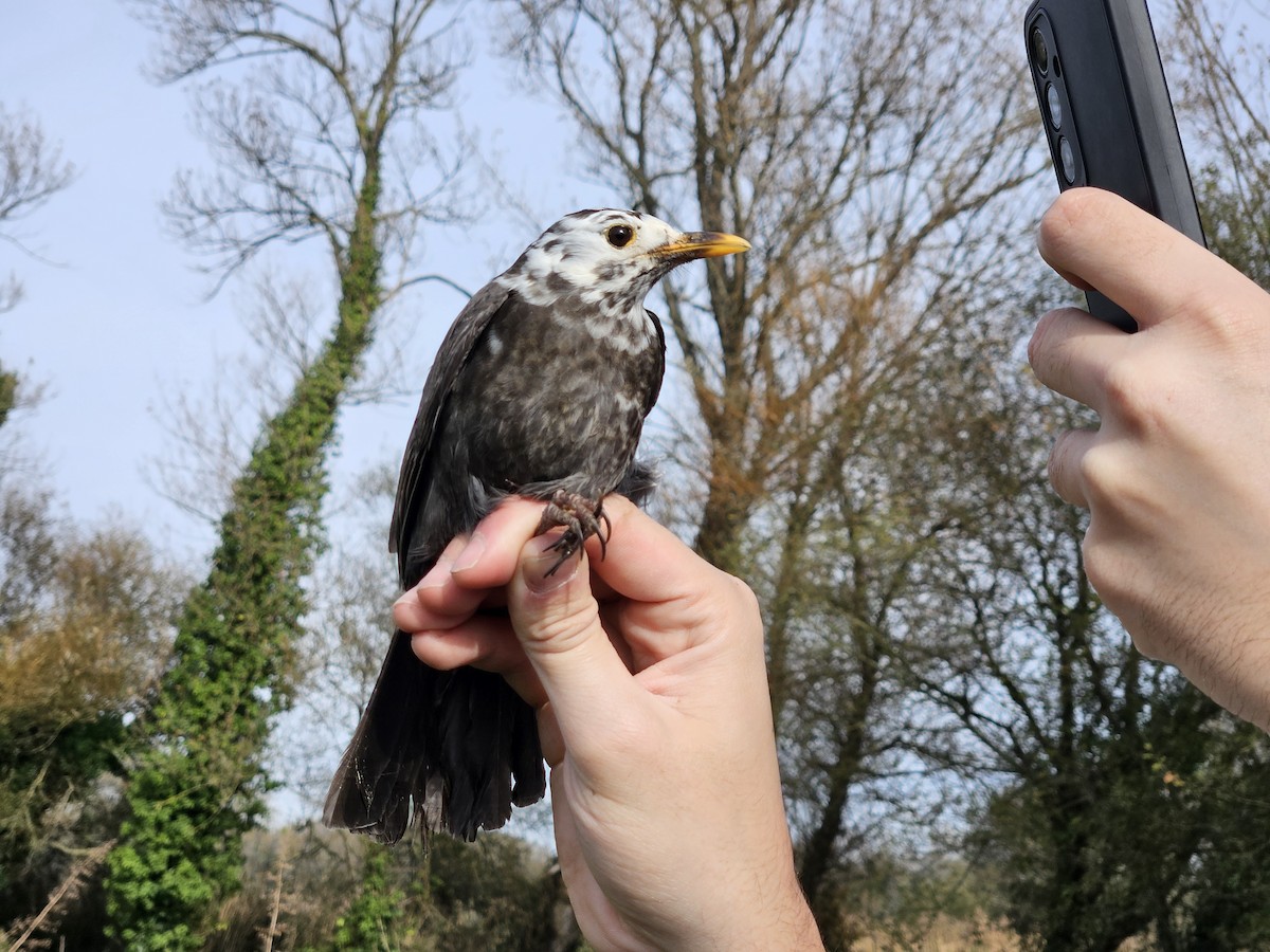 ニシクロウタドリ - ML645906725