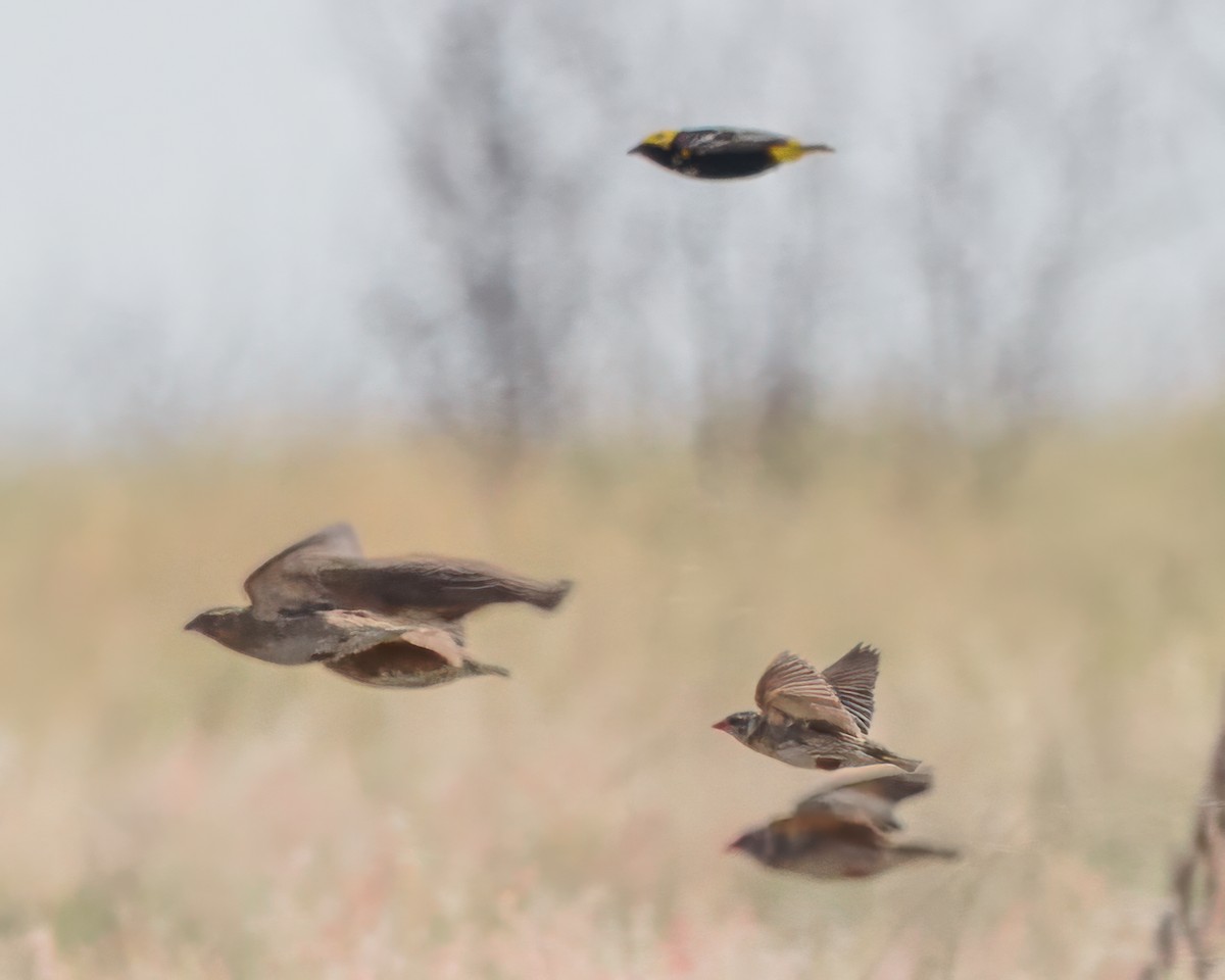 オウゴンチョウ - ML645906726