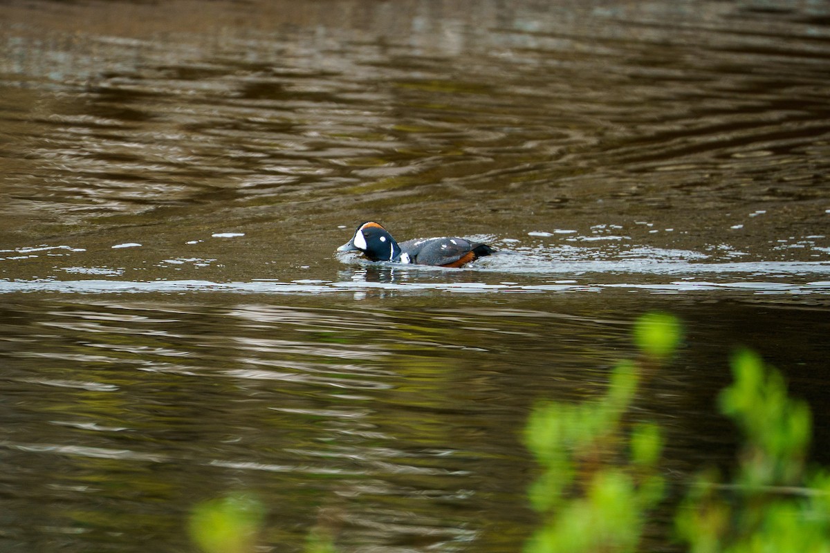 シノリガモ - ML645906728