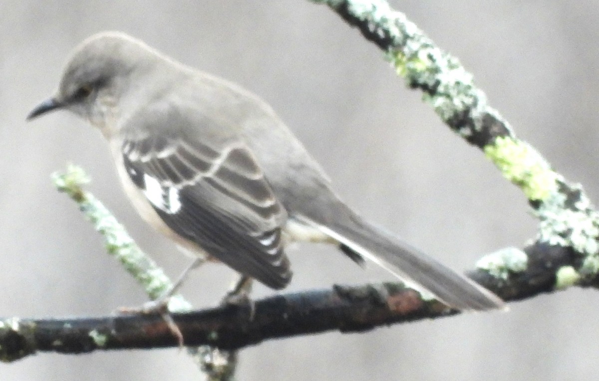 マネシツグミ - ML645906729